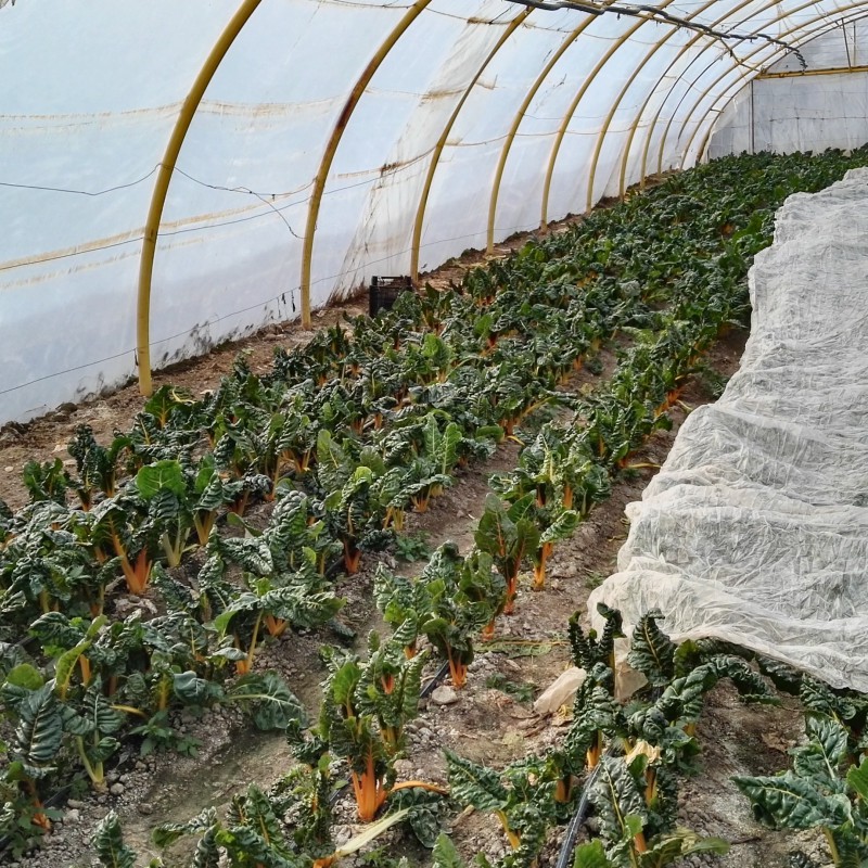 Manta térmica antiheladas 17gr de uso agrícola, invernadero, plantas.