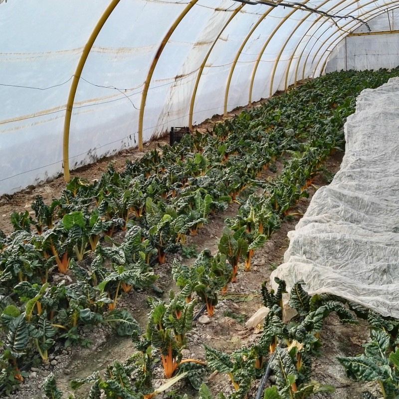 La popularidad de la manta térmica en la agricultura - INVERNAVELO tela  termica